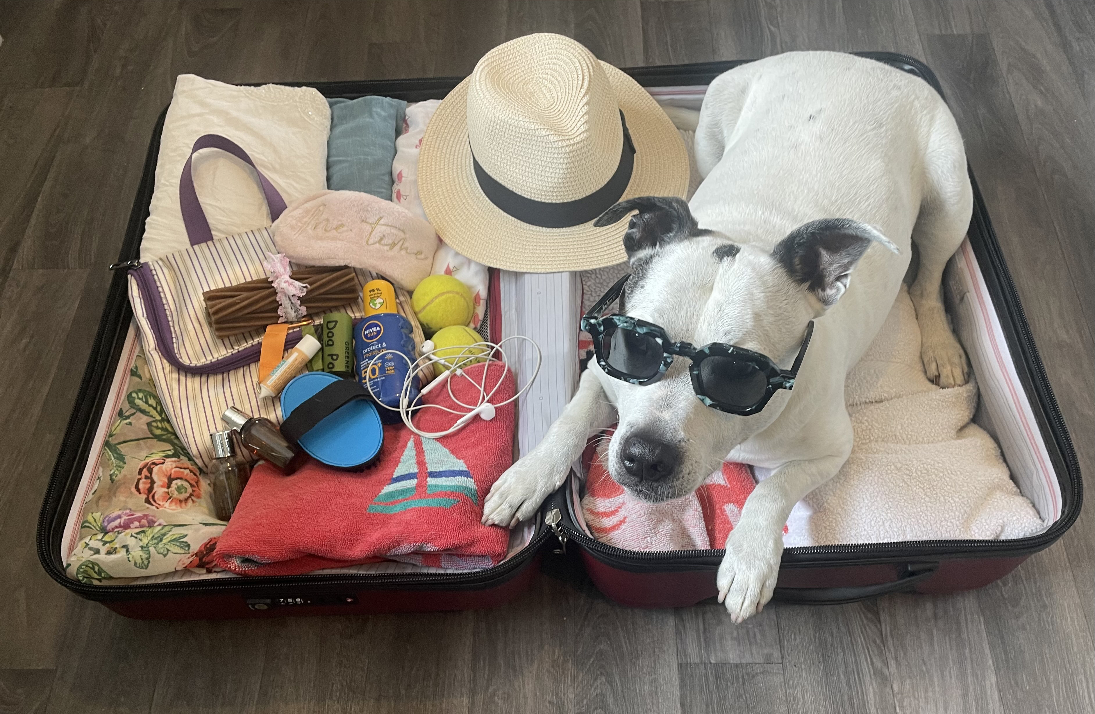 Image for Holiday Guilt: Why More Brits Are Choosing to Travel with Their Dogs