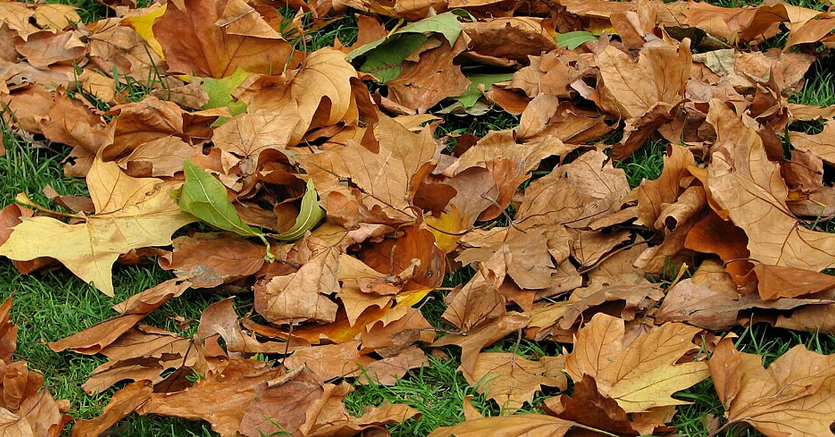 Image for Best UK leaf walking locations